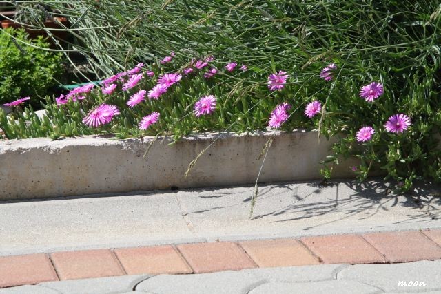 delosperma